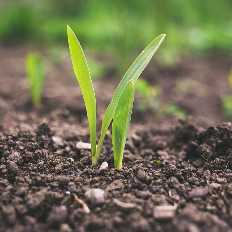 Bo agriculture : l'impact de l'enseignement et de la recherche sur l'avenir agricole