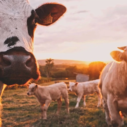 Louis boyard salon agriculture : une visite controversée et médiatisée