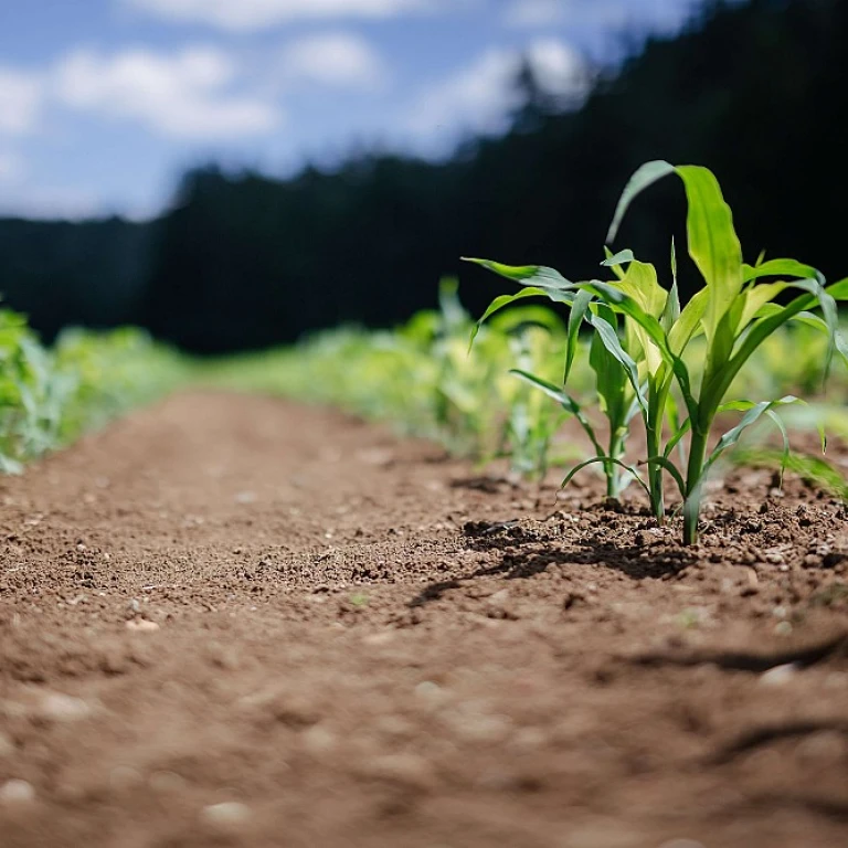 L'importance de l'agriculture vivrière pour la sécurité alimentaire mondiale